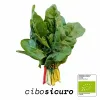 Bietola Bio fresca in mazzo con coste verdi e rosse