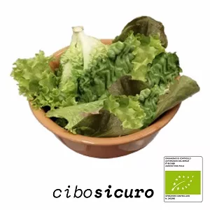 Lattuga Mix Bio fresca in ciotola
