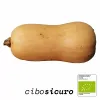 zucca butternut bio
