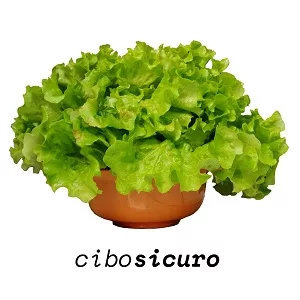 Lattuga insalata gentilina Bio Napoli