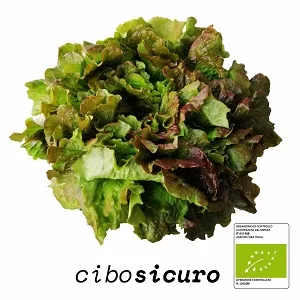 verdura biologica campania