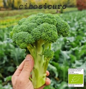 broccolo barese biologico