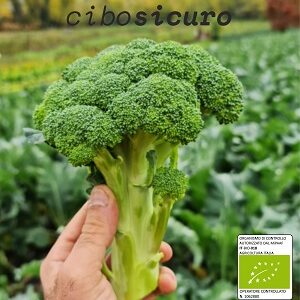 broccolo barese biologico