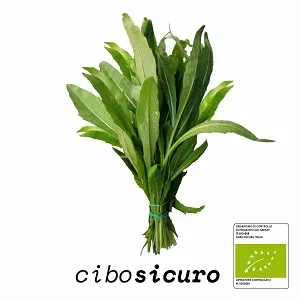 rucola biologica