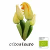 zucchine con fiore bio italiane IT BIO