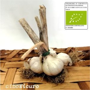 Aglio secco bio in mazzo con radici