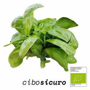 basilico bio italia italiano