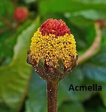 Acmella pianta erbacea usata nei cosmetici