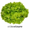 insalata gentilina napoli