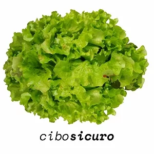insalata gentilina napoli
