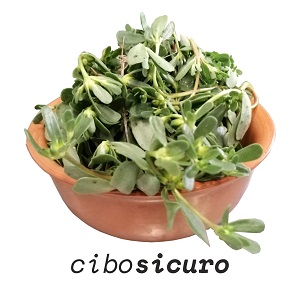 erba spontanea portulaca edibile